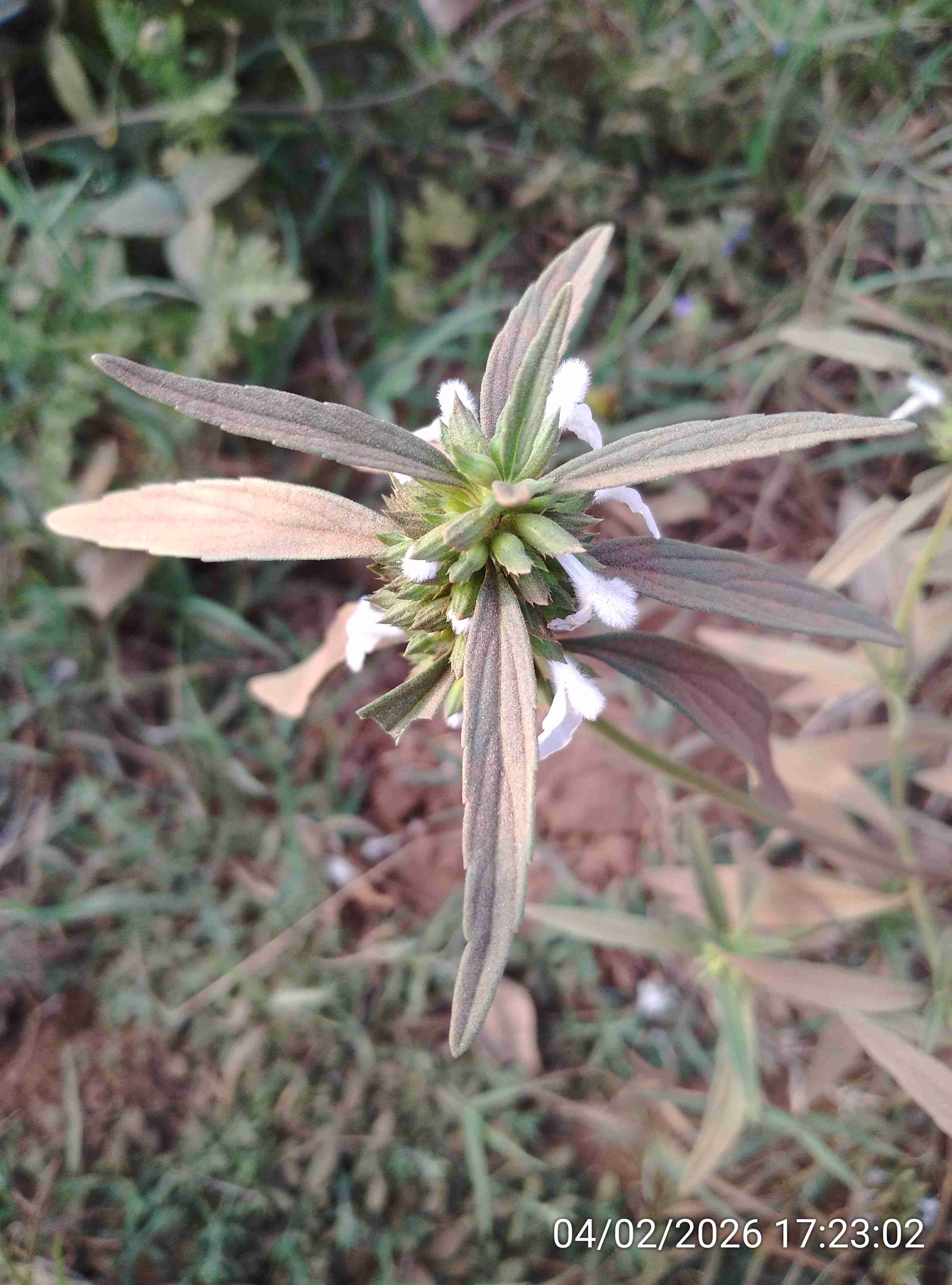 तुंबा